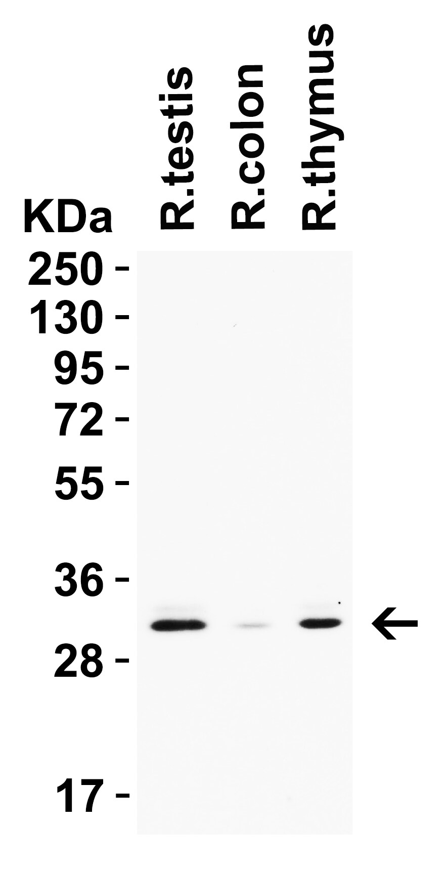PGAM5 Antibody