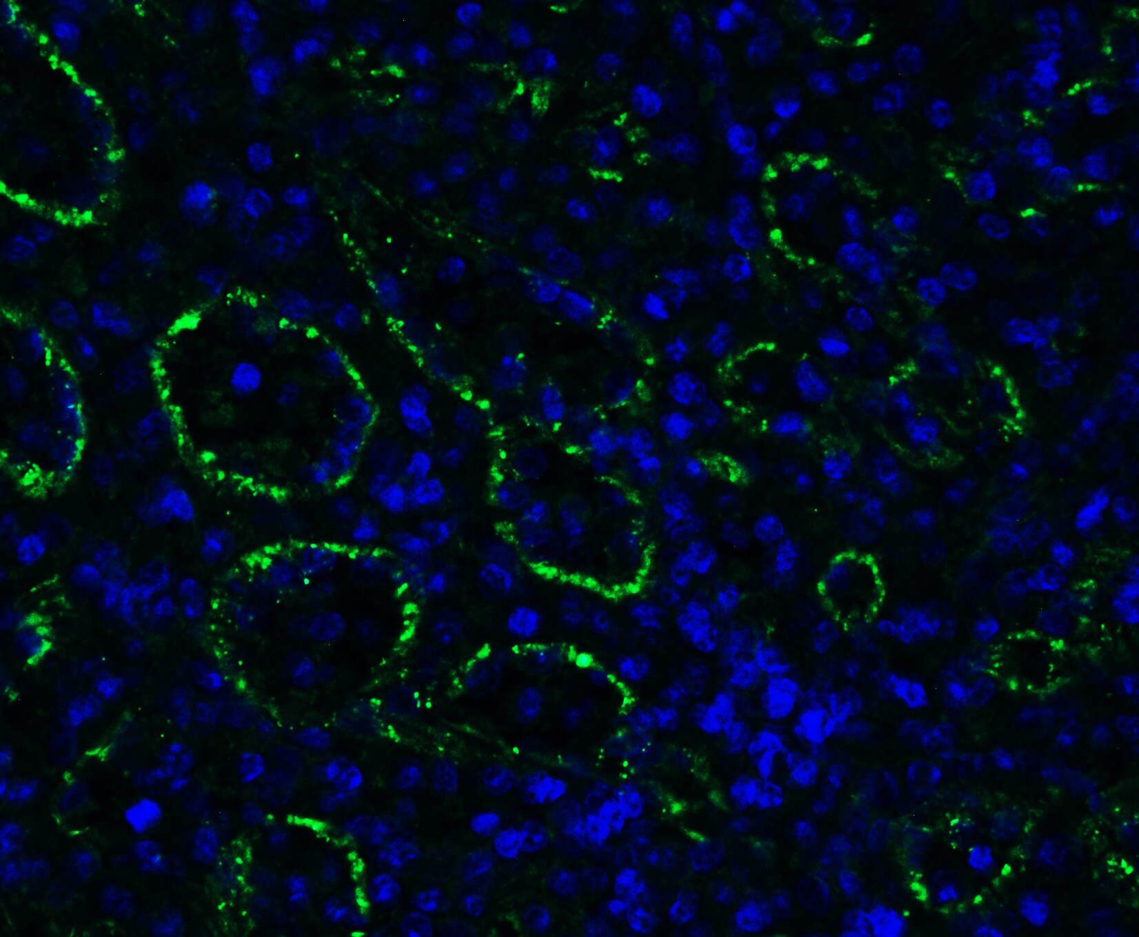 PEX3 Antibody