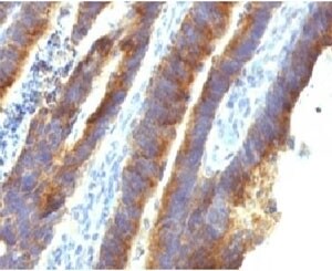MUC3 Antibody (MUCN3-1)