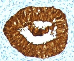 MAML3 Antibody (MMLP3-1)