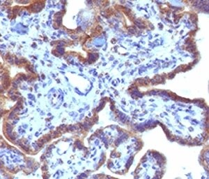 MAML3 Antibody (MMLP3-1)