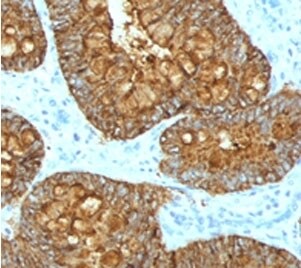 MAML3 Antibody (MMLP3-1)