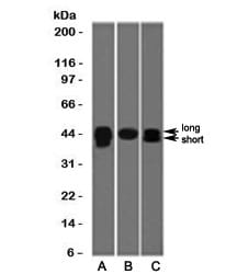 TIA1 Antibody (TRIA1-1)