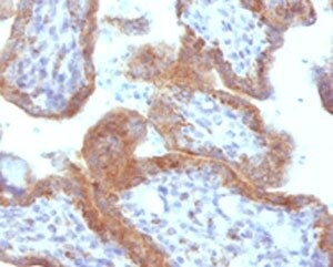 MAML2 Antibody (MMLP2-1)