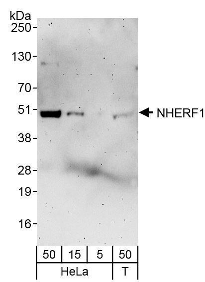 NHERF-1 Antibody