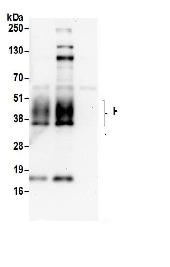 MPZL1 Antibody