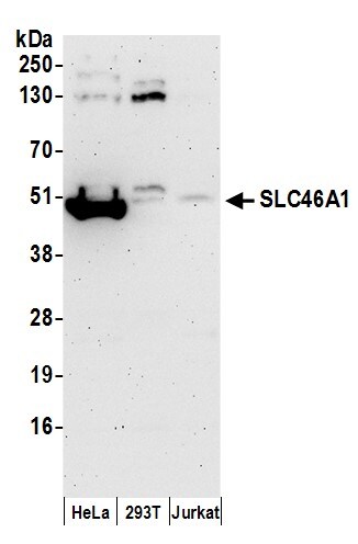 HCP1 Antibody
