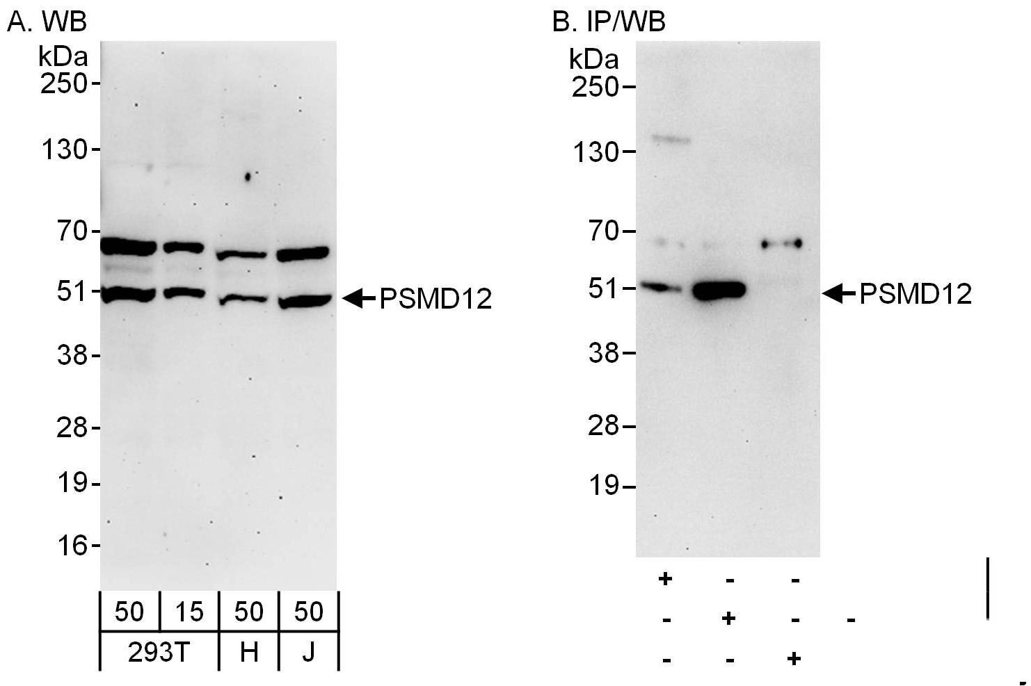 PSMD12 Antibody