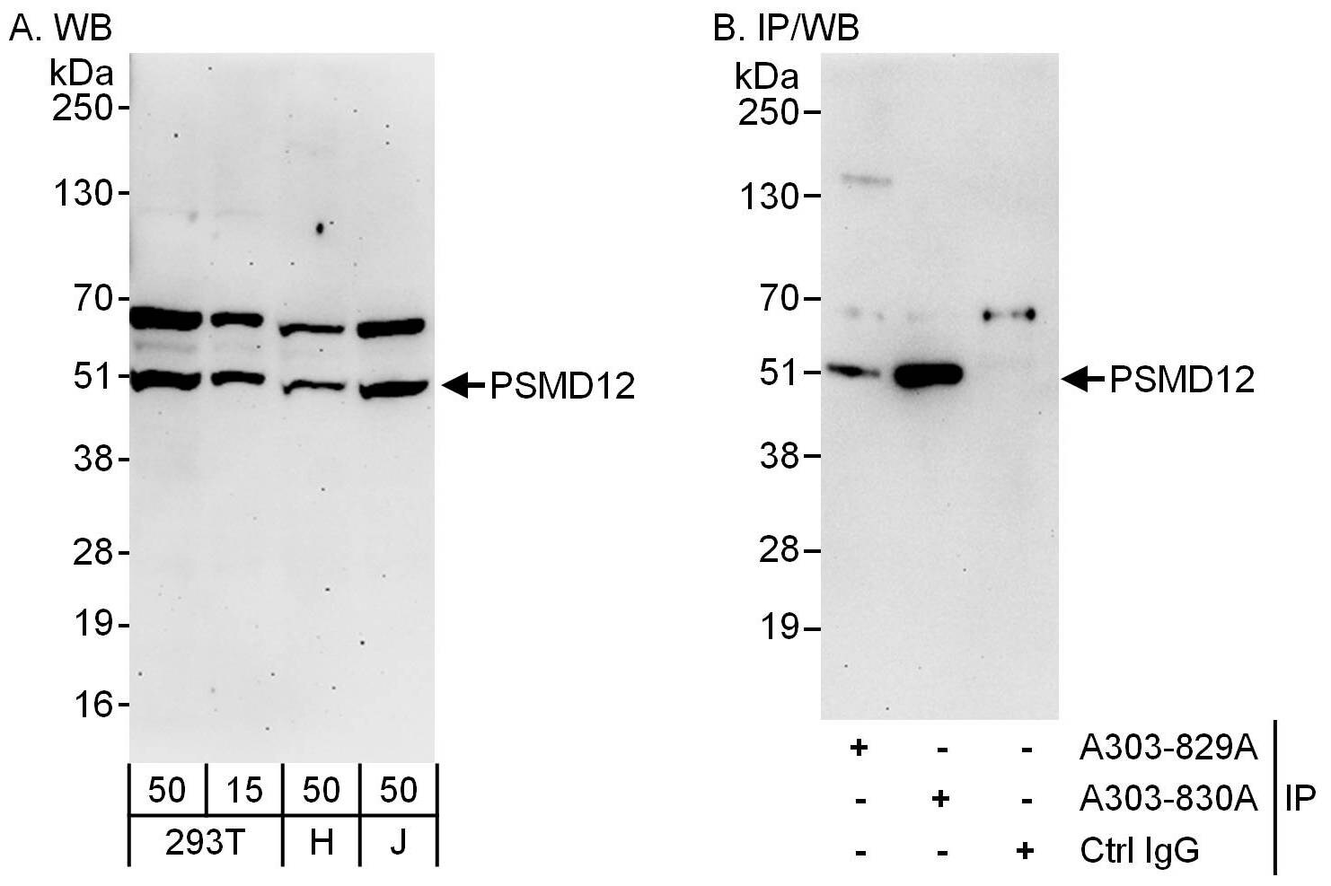 PSMD12 Antibody