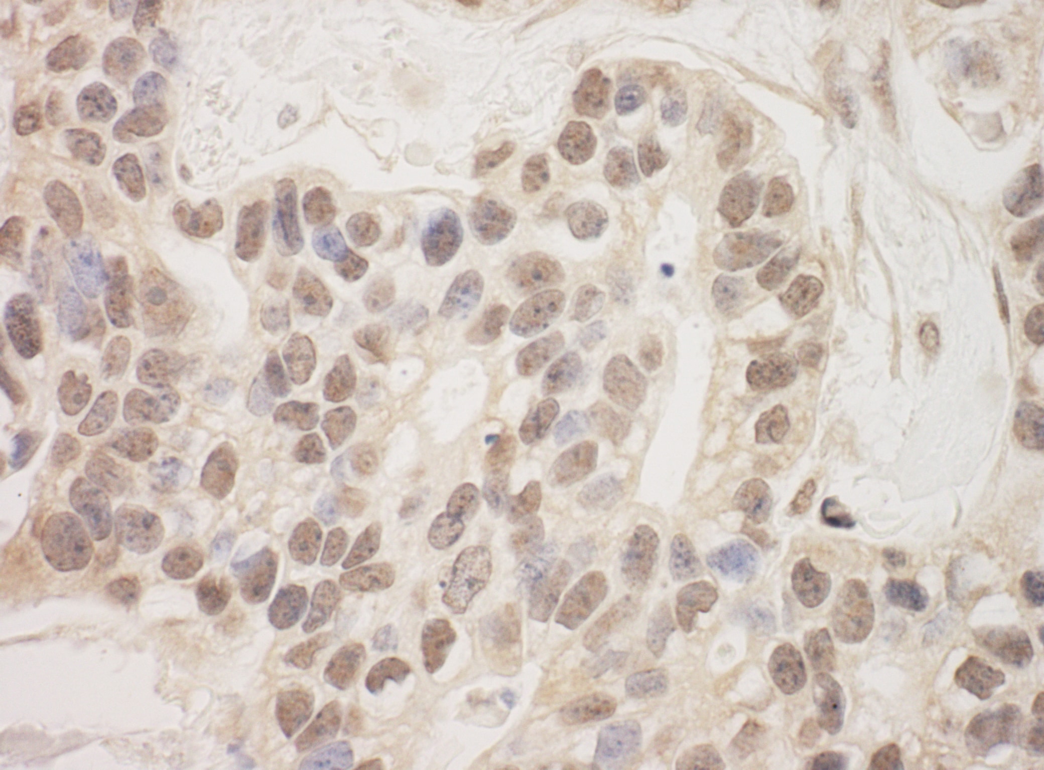 Sin3A-associated protein Antibody