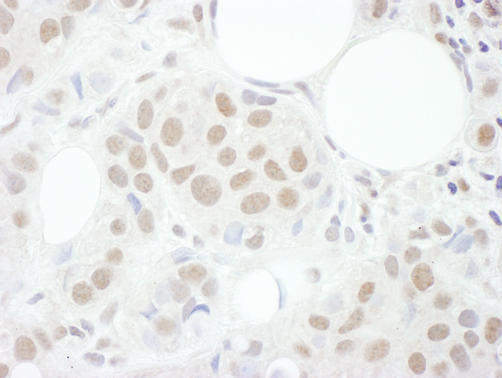 Cyclin T1 Antibody