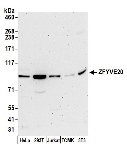 Rabenosyn 5 Antibody