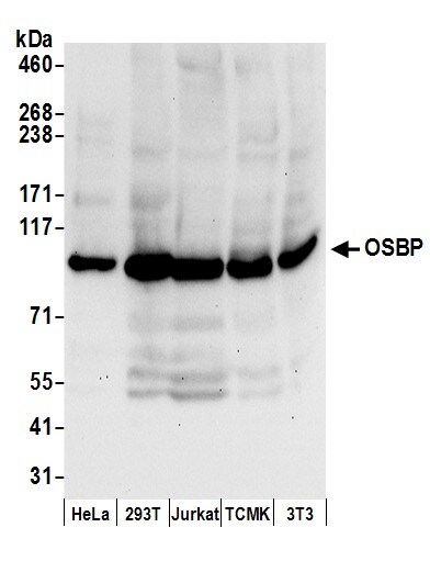 OSBP1 Antibody