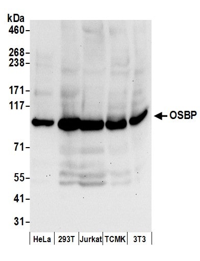 OSBP1 Antibody