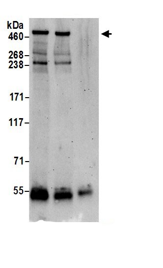 VPS13D Antibody