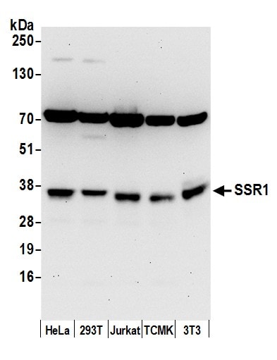 TRAP alpha Antibody