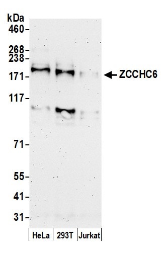 ZCCHC6 Antibody