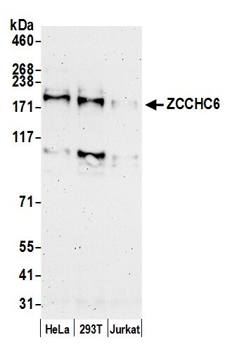 ZCCHC6 Antibody