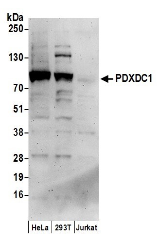 PDXDC1 Antibody