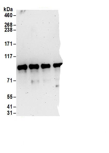 Ccd1/DIXDC1 Antibody