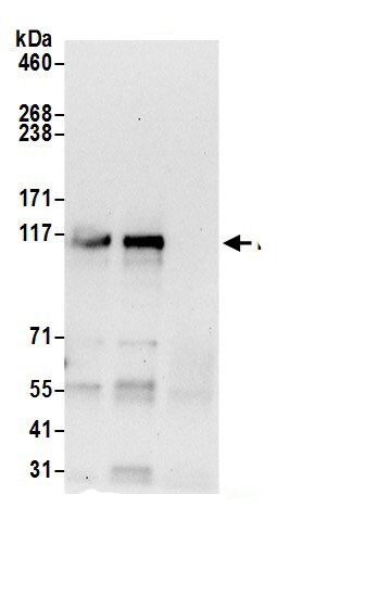 MSH3 Antibody