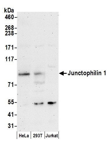 JPH1 Antibody