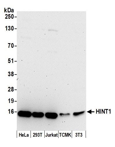 HINT1 Antibody
