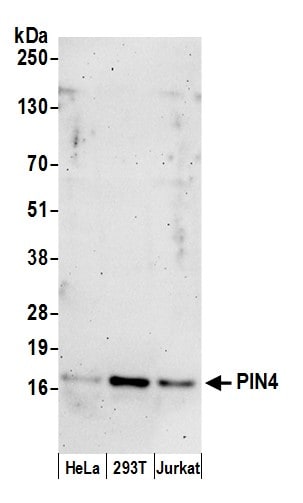 PIN4 Antibody
