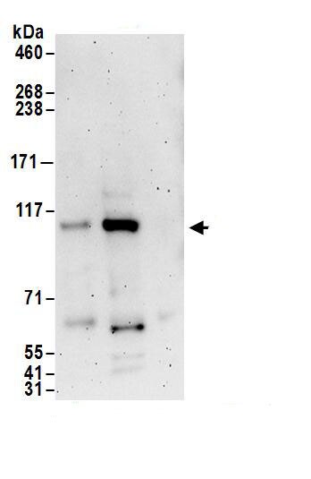 Exportin-T Antibody