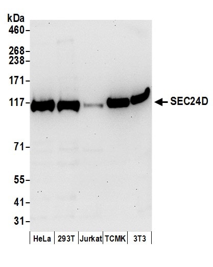 SEC24D Antibody