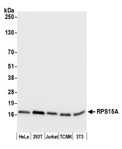 RPS15A Antibody