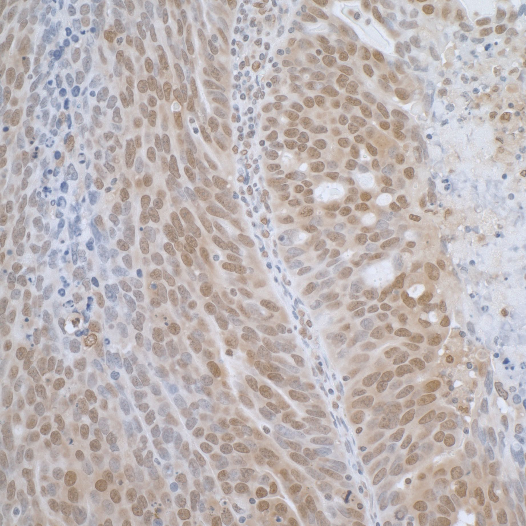 TCEB1 Antibody