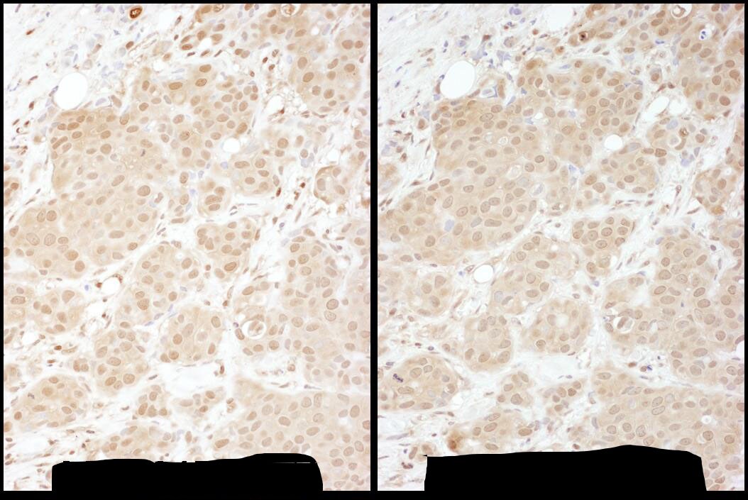 PSMA1 Antibody