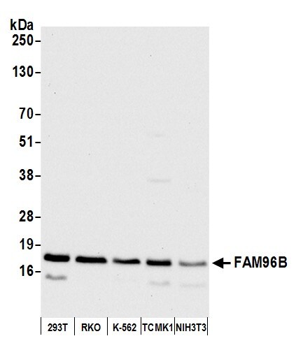 CGI-128 Antibody