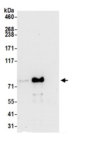 AFG3L2 Antibody