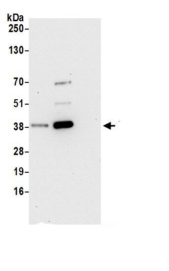IDH3B Antibody
