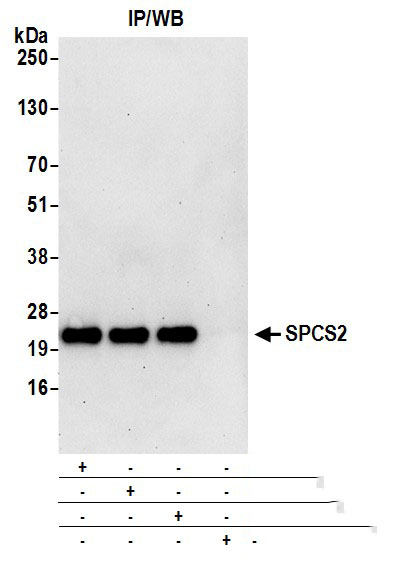 SPCS2 Antibody