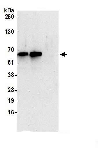 MON1B Antibody