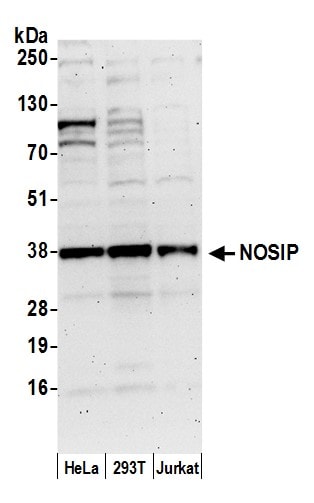 NOSIP Antibody