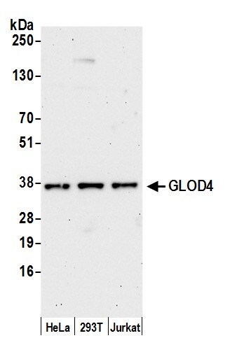 GLOD4 Antibody