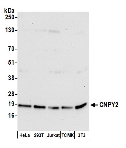 CNPY2 Antibody