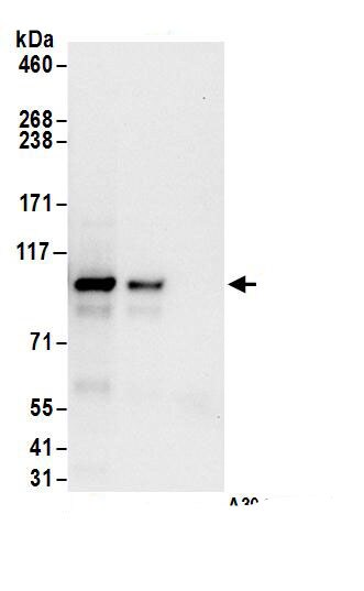 NKRF Antibody