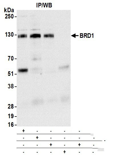 BRD1 Antibody