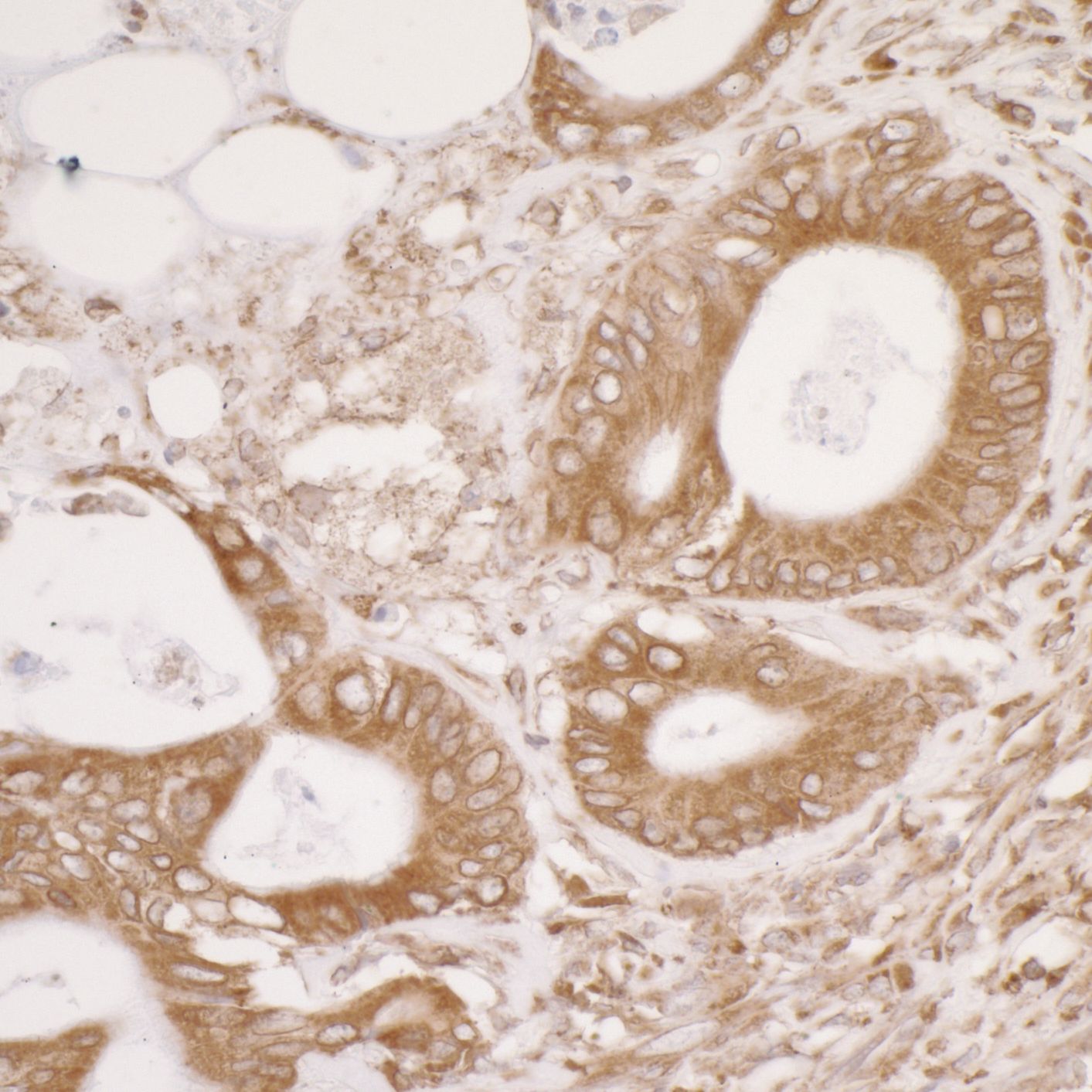ERp57/PDIA3 Antibody