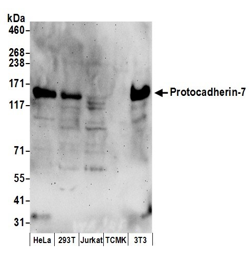PCDH7 Antibody