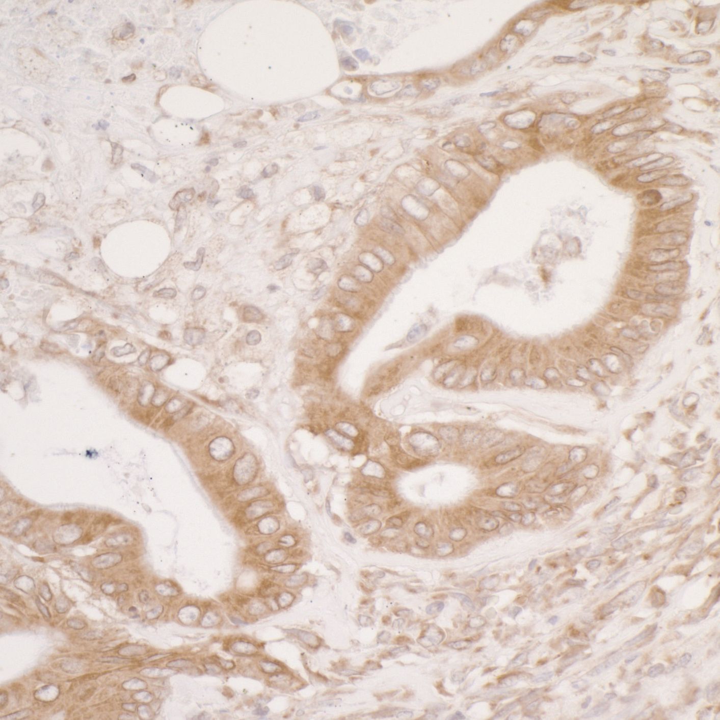 ERp57/PDIA3 Antibody