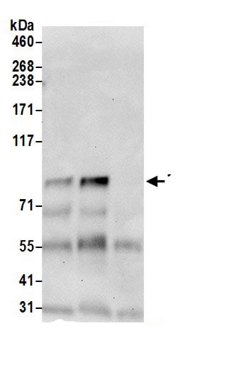 TBL3 Antibody