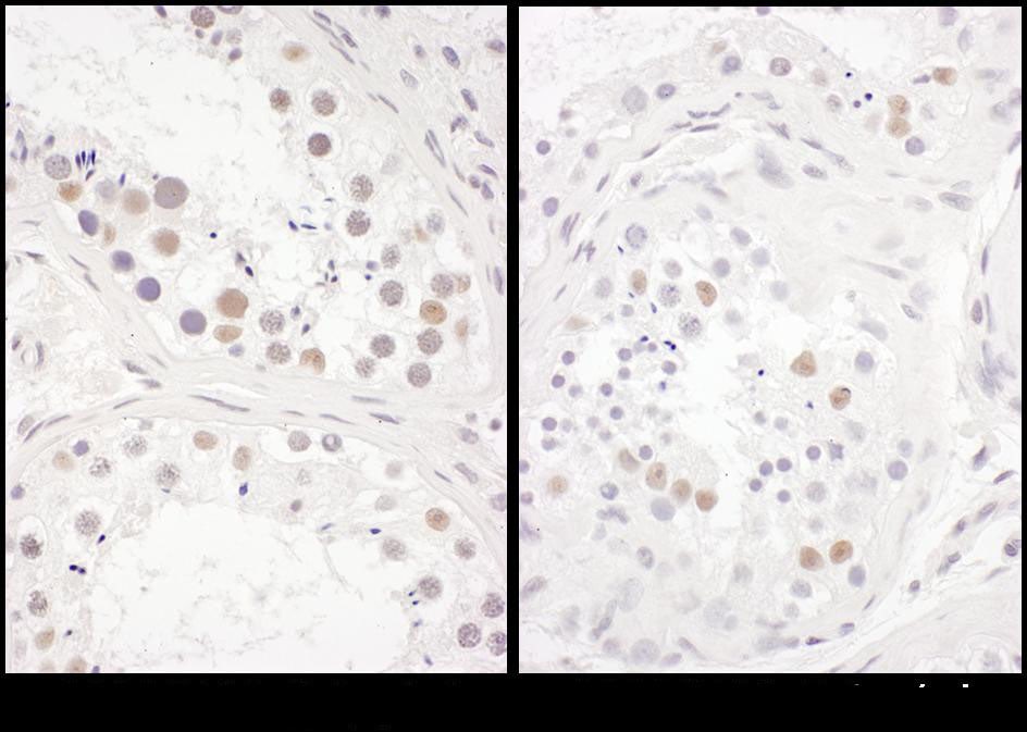 CINAP Antibody