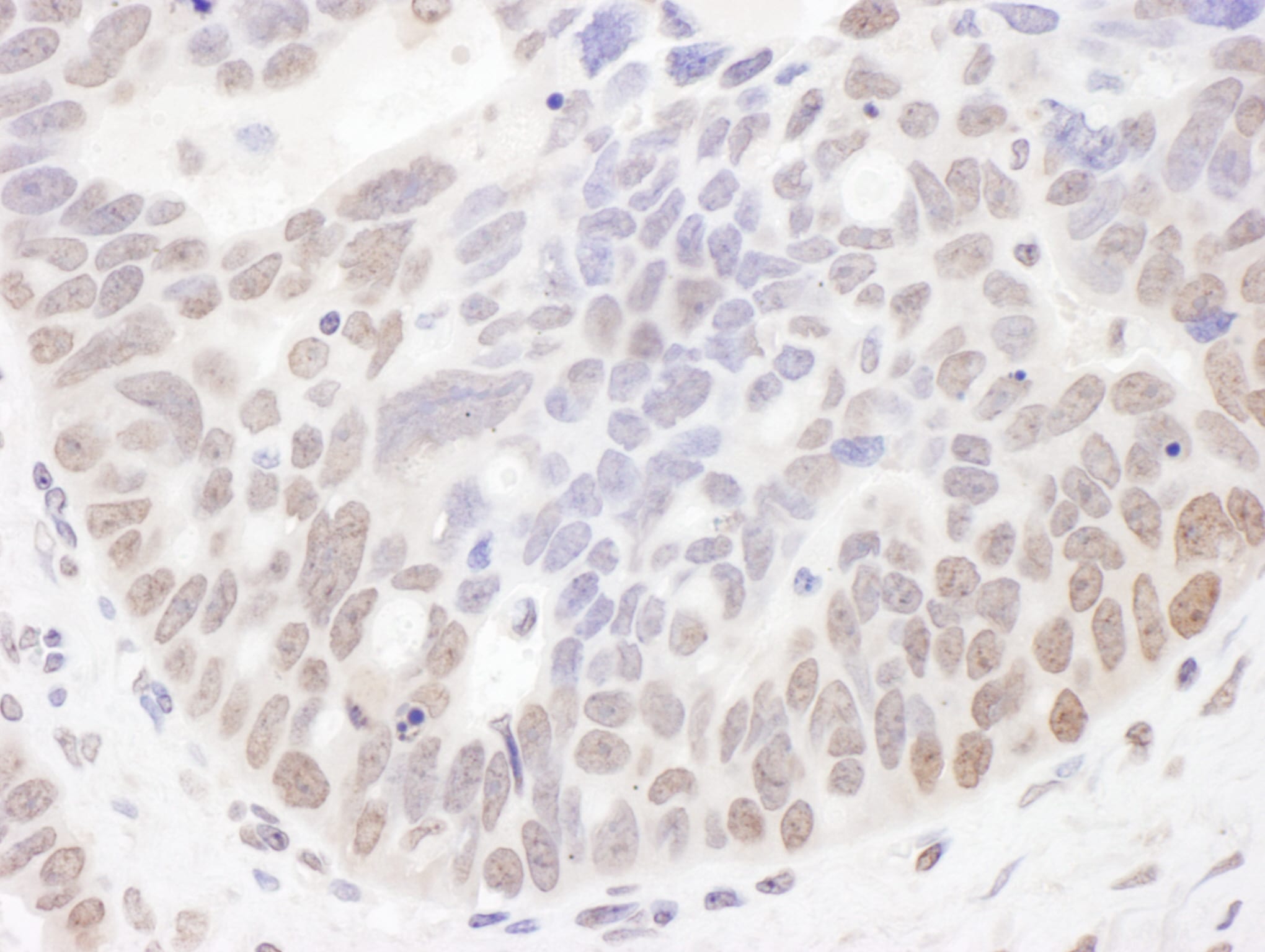 NOC2L Antibody