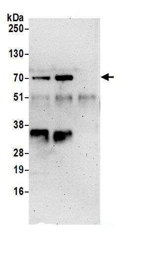 NOSIP Antibody